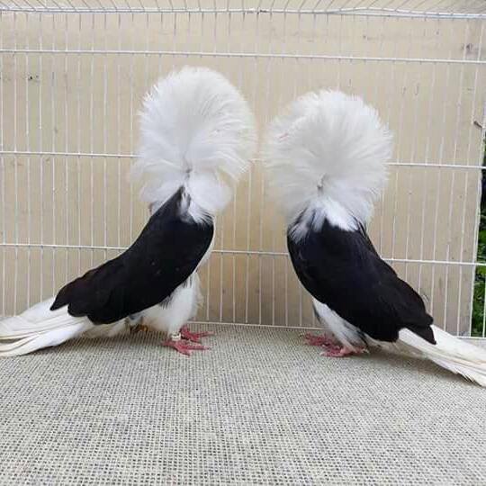 Tamilnadu pigeons lovers